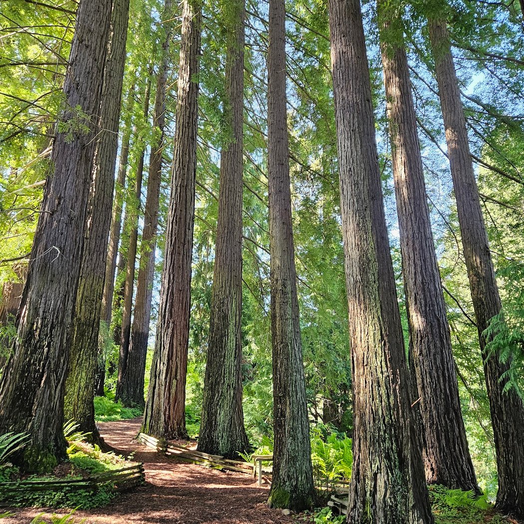 Regional Parks Botanic Garden 3